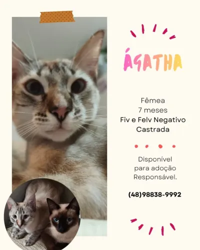 Gatas castradas para adoção