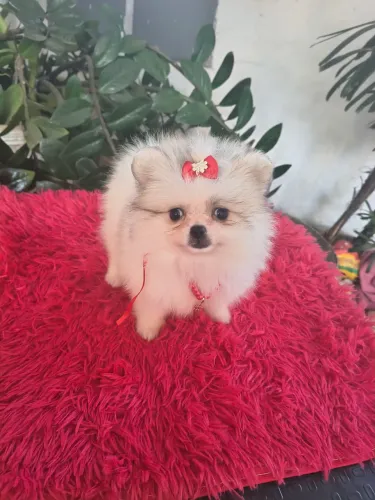 VD filhote d Spitz Alemao Anão linda um Bibelô p entrega 