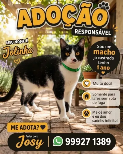 Adoção pra gato