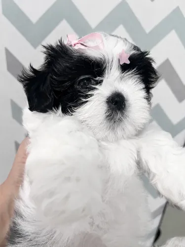 Filhote de shih tzu fêmea