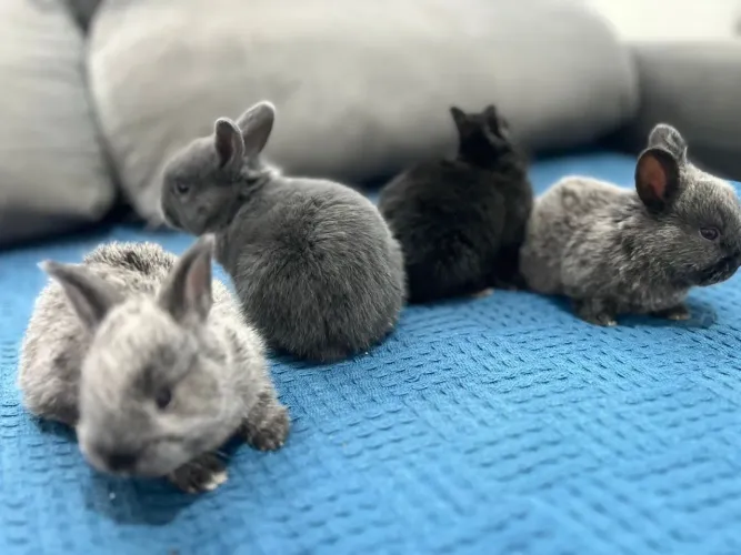 Coelhos misturados Anão com Califórnia