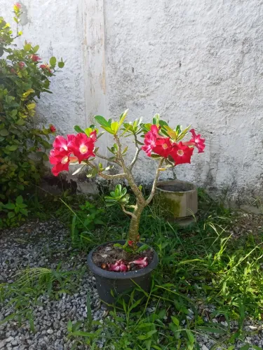 Rosa do deserto