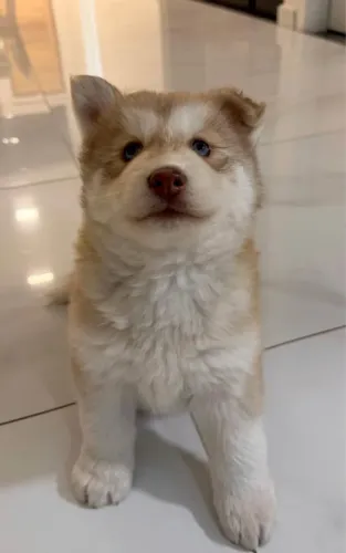 Cachorro bebê para doação