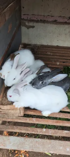 Coelhos para venda