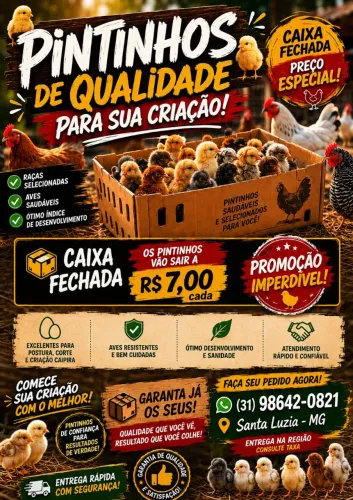 Pintinhos Vacinados a Partir de R$ 6,00