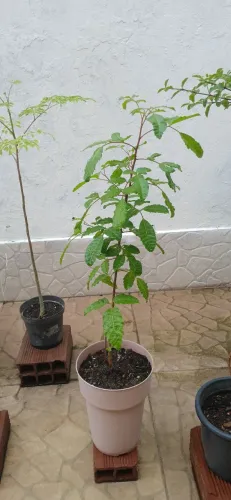 Muda de aroeira 