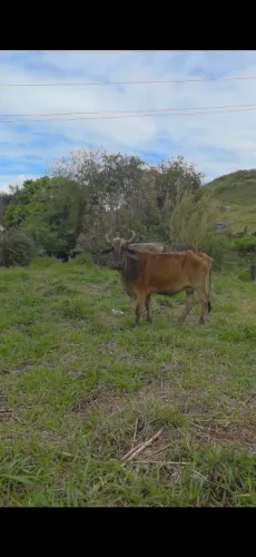 5 vacas a venda 