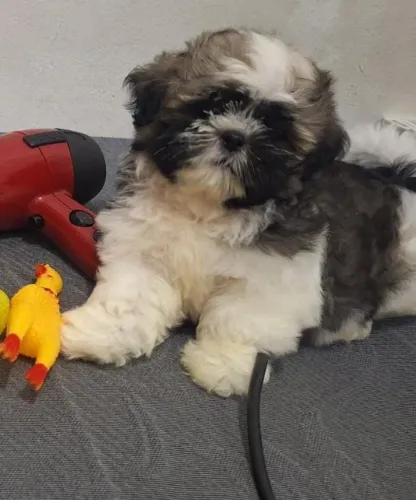 Cachorro Shitzu raça pura