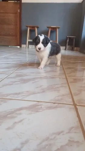Border Collie a venda
