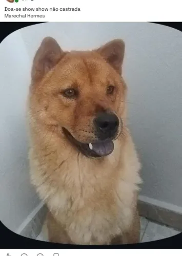 Doa-se chow chow fêmea