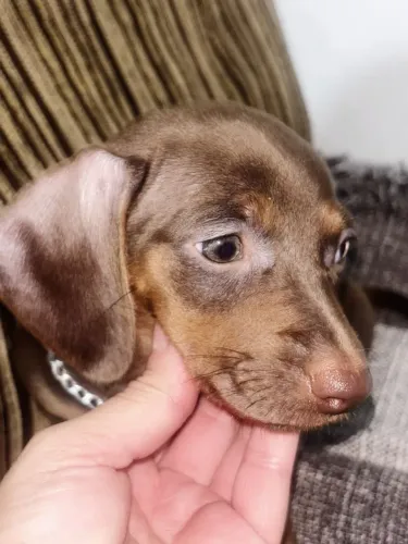 Filhote Basset Fêmea chocolate olhos verdes