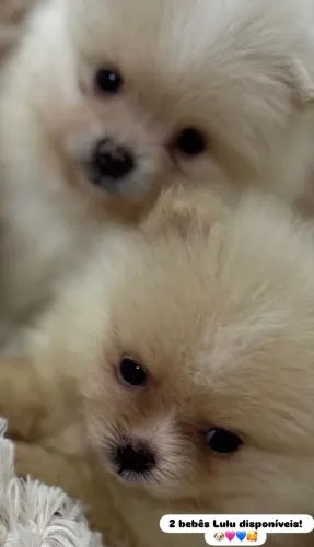 SPITZ ALEMÃO LULU até 12x no cartão PEDIGREE