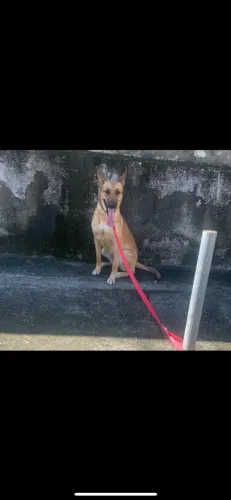 Adoção responsável