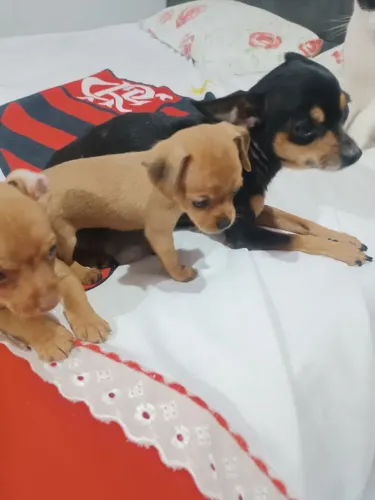Filhotes pinscher macho