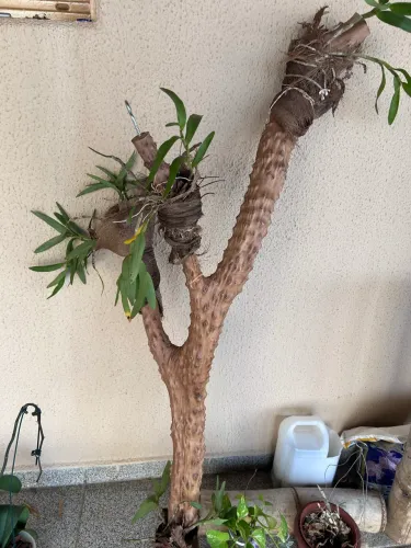 Orquídeas trabalhadas 