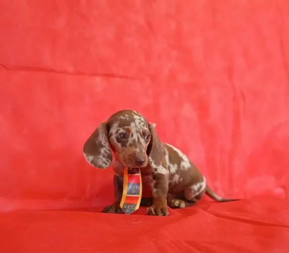 DACHSHUND MINIATURA - ARLEQUIM CHOCOLATE