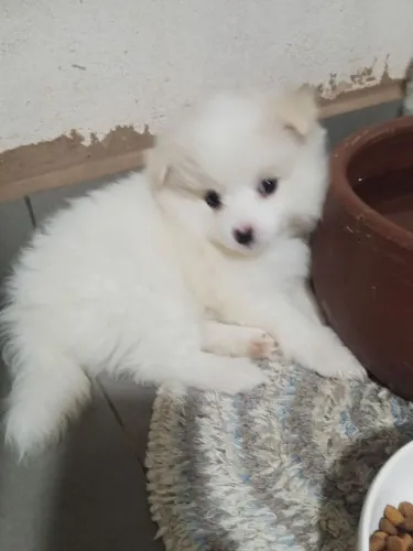 Spitz alemão lindas