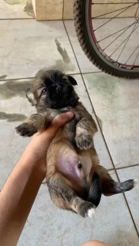 Filhotes de cachorro