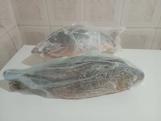 Peixes do rio Paraná 