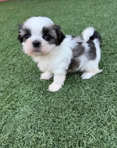 Shih Tzu Filhote Muito Fofo