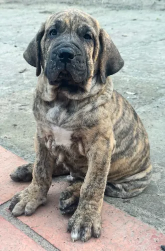 Fila Brasileiro