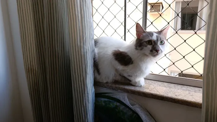 Doação de gata femia