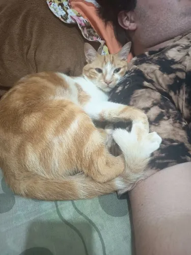 gato