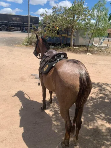 Egua tordilha