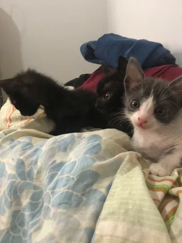 DOA-SE TRES GATINHOS COM URGÊNCIA!!