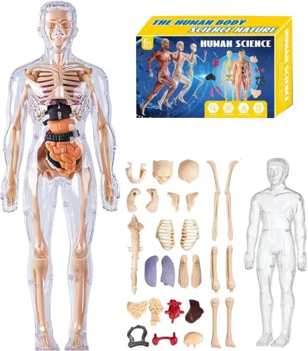 ? KIT EDUCATIVO CORPO HUMANO - HUMAN SCIENCE
