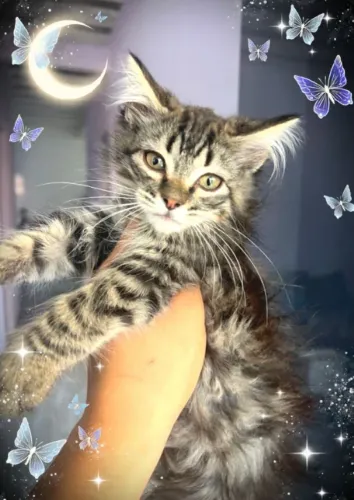 Lindos filhotes de Maine coon