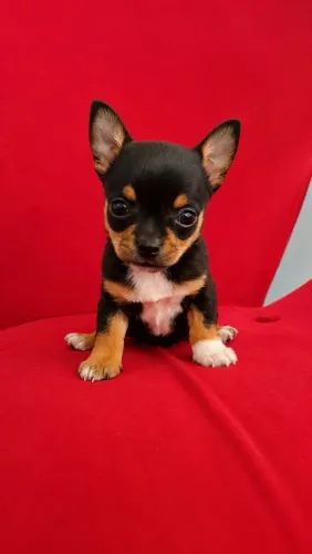 Chihuahua Black Tan fêmea