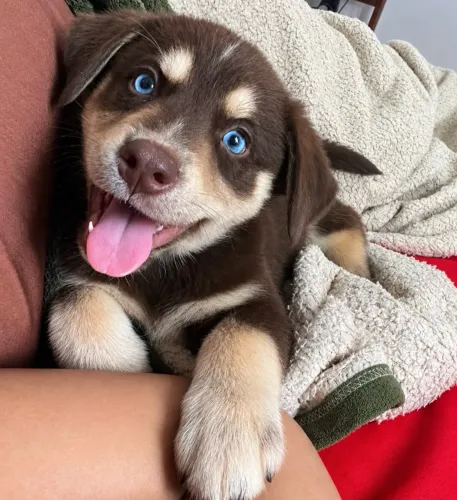 Vendo filhote fêmea de Husky siberiano com Labradora 