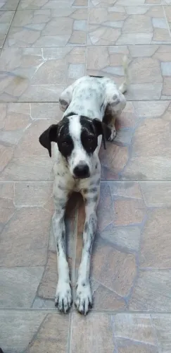 Cadela castrada adoção
