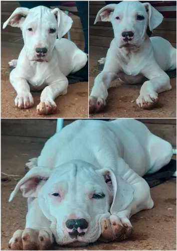 FILHOTE DE DOGO ARGENTINO