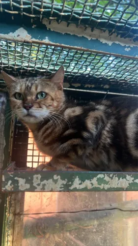 Gatos Bengal acabando com a criação 