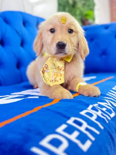 Filhote de Golden Retriever fofo 