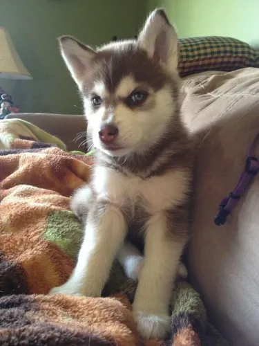 Husky siberiano Leve mais calor e alegria para casa neste inverno.