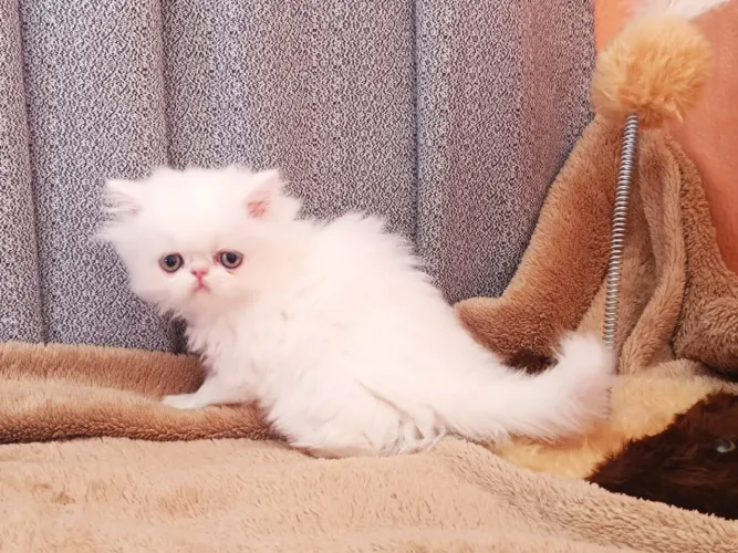 Persa Suporte e Garantia 