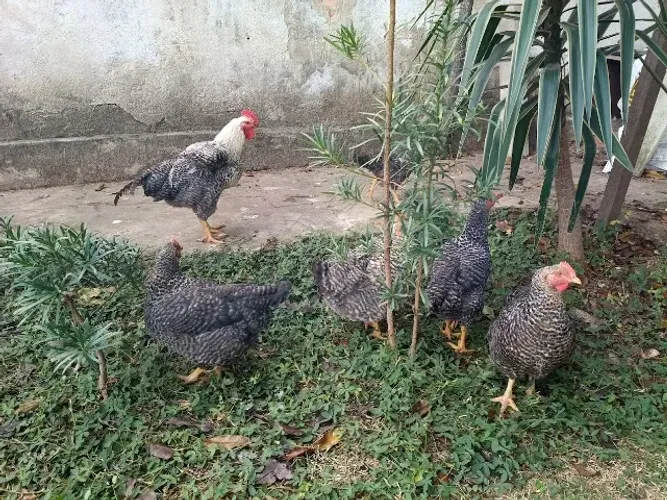 5 GALINHAS + 1 GALO
