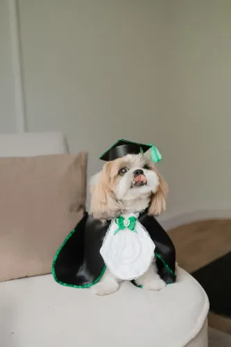 Roupa pet para ensaio fotográfico
