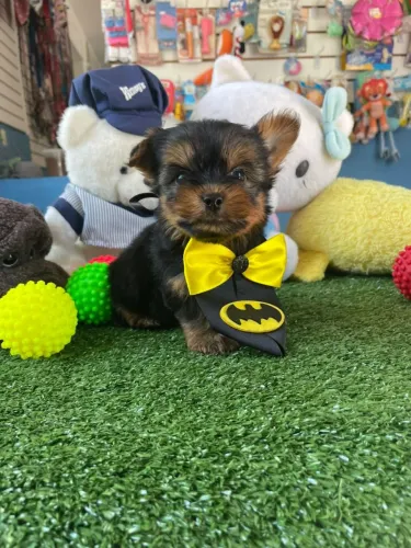 Yorkterrier machinho disponível