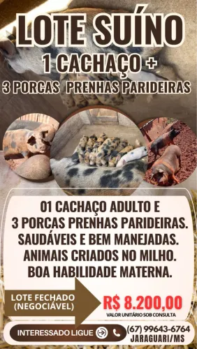 LOTE SUÍNO