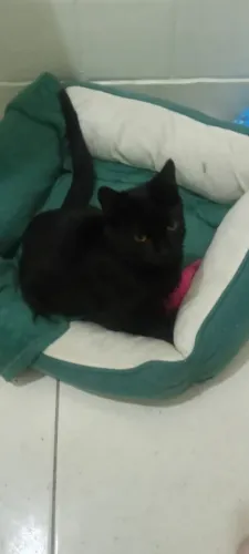 Gata Preta filhote com 4 meses