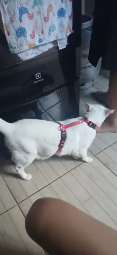 Adoção