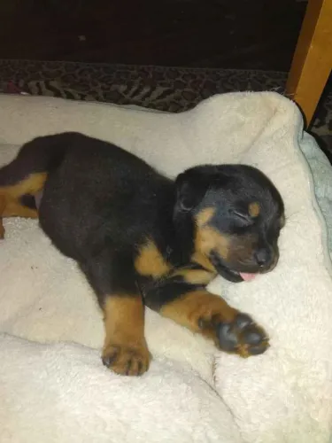Filhote rottweiler, Diga Oi Para Seu Novo Cãopanheiro de Aventuras!