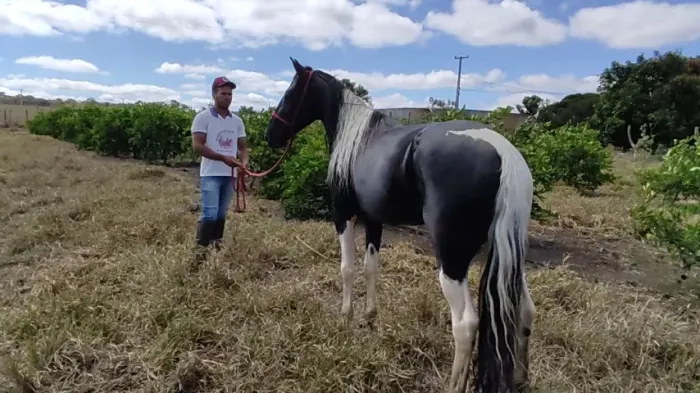 Cavalo Pampa de preto sem registro 1.44 de sernelha ZAP *90
