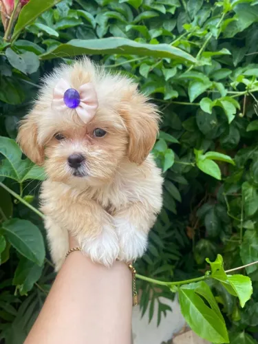 venda de lhasa apso