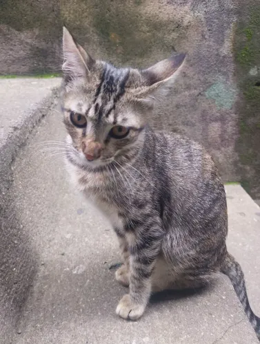 Doa-se gato macho filhote