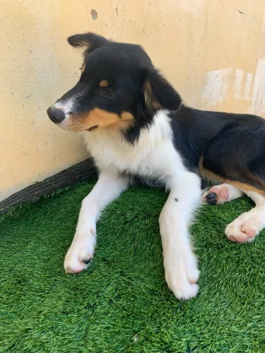 Border collie macho